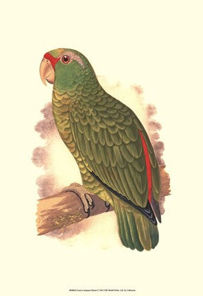 Festive Amazon Parrot