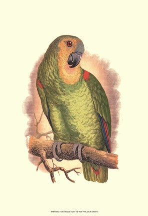 Blue-Fronted Amazon