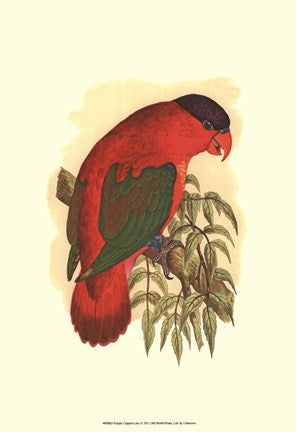 Purple-Capped Lory