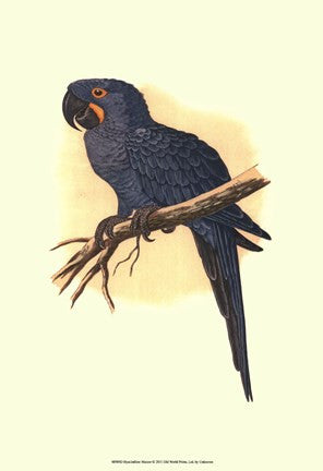 Hyacinthine Macaw