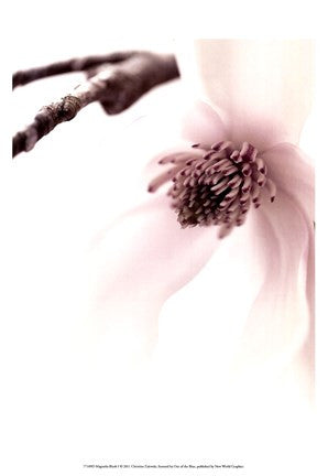 Magnolia Blush I