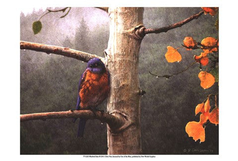 Bluebird Rain