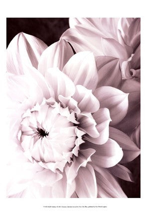 B&W Dahlias I