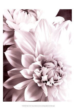 B&W Dahlias II