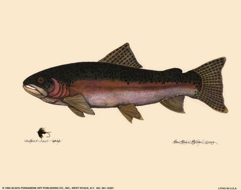 Steelhead Trout