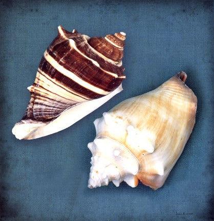 Two Shells III