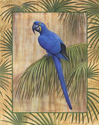 Hyacinth Macaw