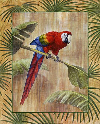 Scarlet Macaw