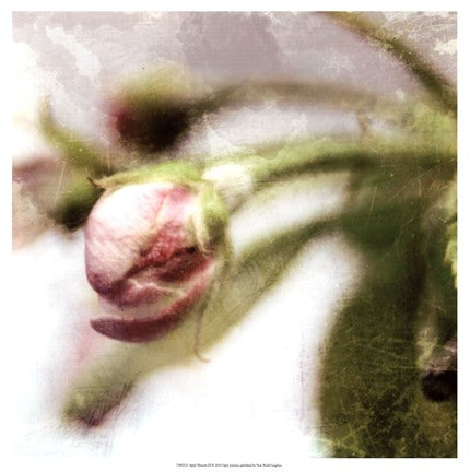 Apple Blossom III