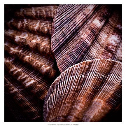 Macro Shells V