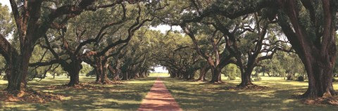 Enchanted Oaks