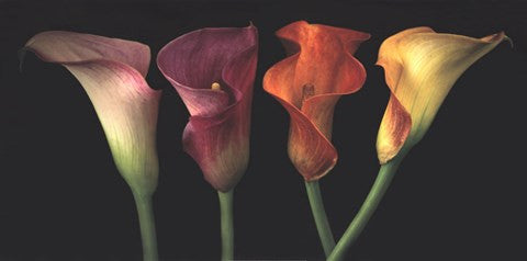 Jewel Calla Lilies