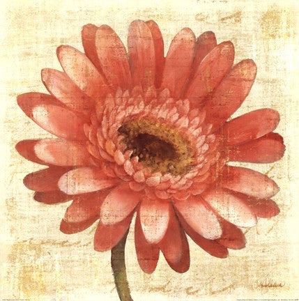 Blushing Gerbera on Cream