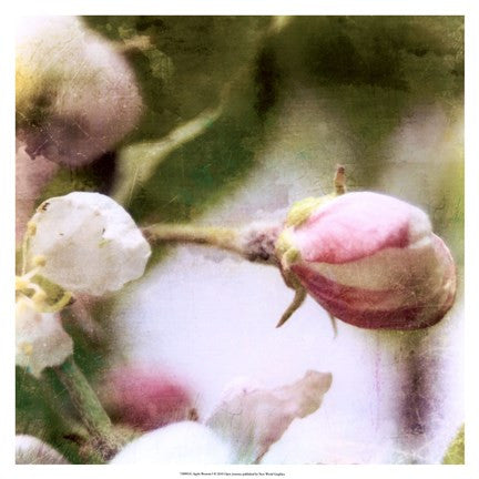 Apple Blossom