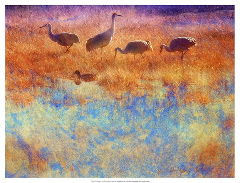 Cranes in Soft Mist