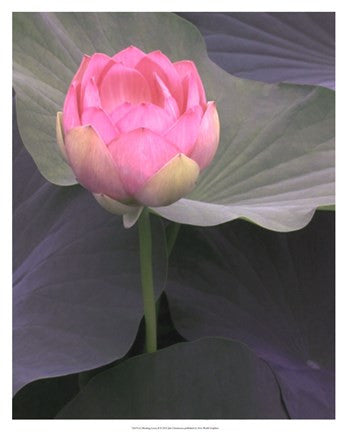 Blushing Lotus II