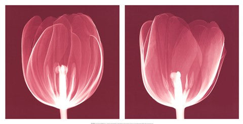 Tulips [Negative]