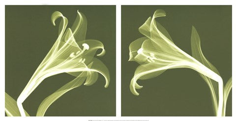 Lilies [Negative]