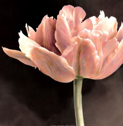 Tulip I