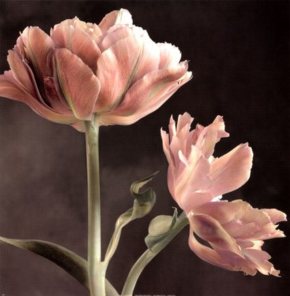 Tulip II