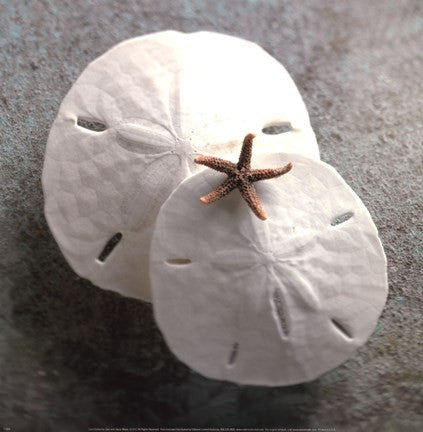 Sand Dollars