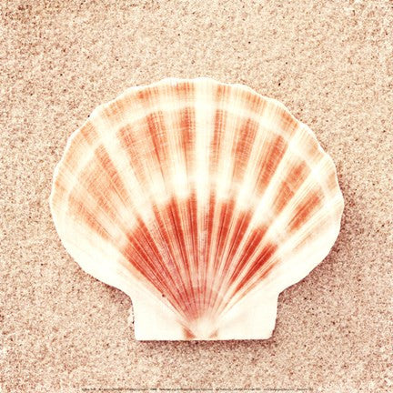 Scallop Shell