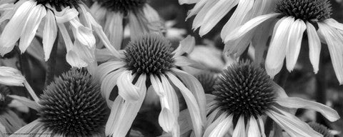 Echinacea Sunrise