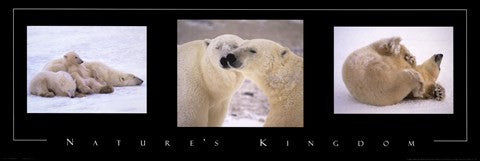 Nature's Kingdom-Polar Bears