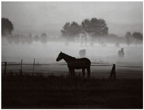 Grazing in the Mist