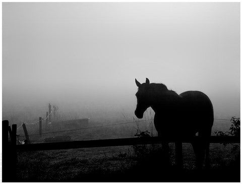 Grazing in the Mist II