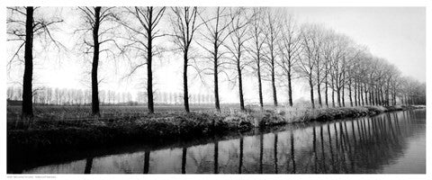 Trees Along the Canal