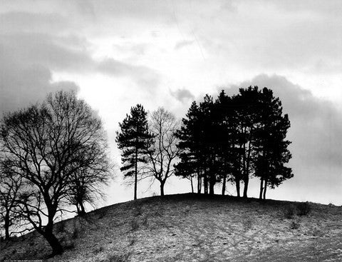 Trees on Hill