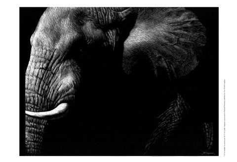 Wildlife Scratchboards III