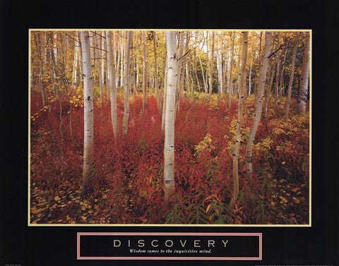 Discovery - Aspen Trees