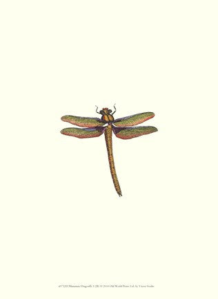 Miniature Dragonfly I