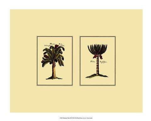 Miniature Palm III