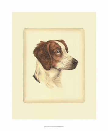 Brittany Spaniel