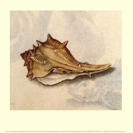 Conch Shell