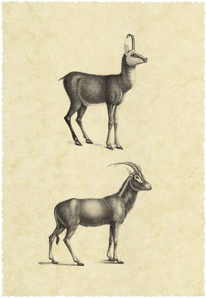 Vintage Antelope