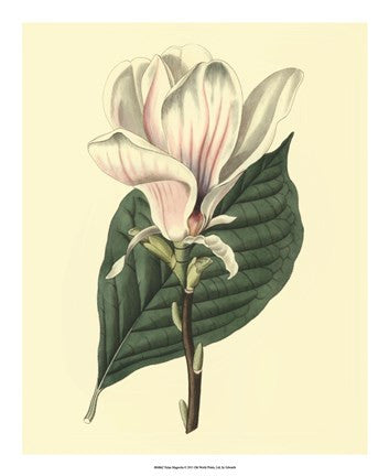 Yulan Magnolia