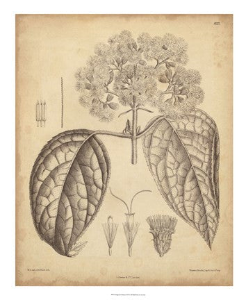 Vintage Curtis Botanical I