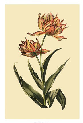 Vintage Tulips III