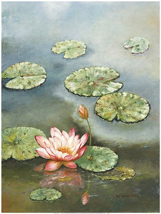 Water Lily With Pink Blossom