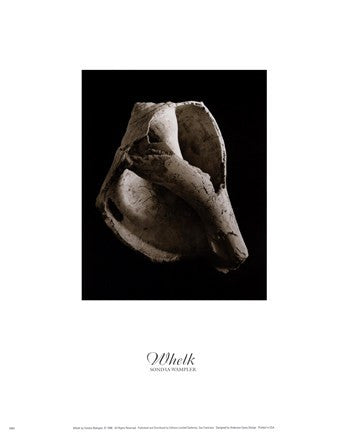 Whelk (small)