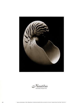 Nautilus (small)