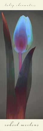 Tulip Chromatics I