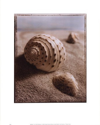 Seashell I