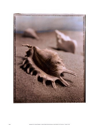 Seashell III