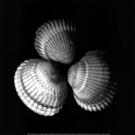 Shell Collection I