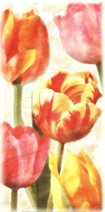 Glowing Tulips II